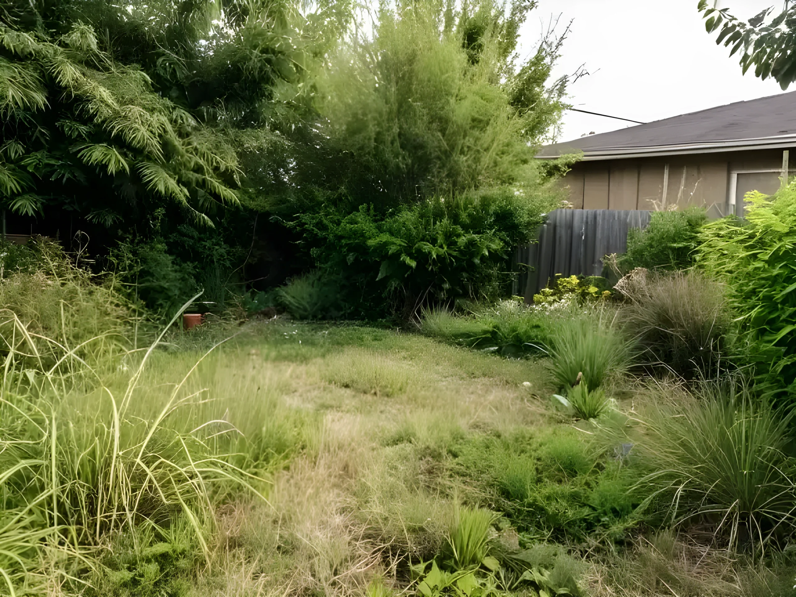 Overgrown weedy backyard before landscaping